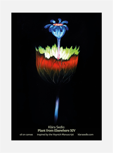 Bild på Plant From Elsewhere XIV - postcard